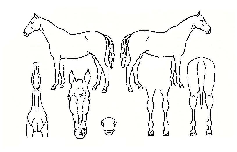 ¼±µ¥À̳ë¹ÙÀÇ Ãø¸é,¿ì¸é,µÞ¸é,µÎ»ó,´Ù¸®ÀÇ Æ¯Â¡µµÇØ