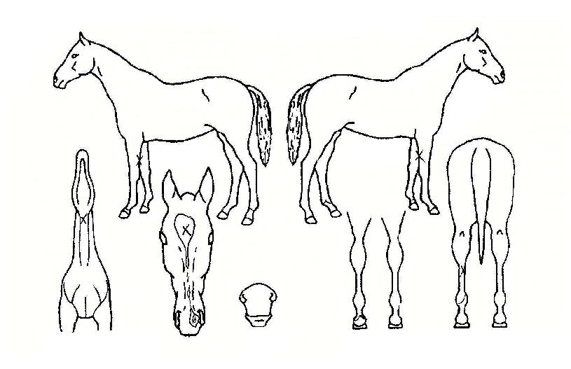 û»êÈ£°ÉÀÇ Ãø¸é,¿ì¸é,µÞ¸é,µÎ»ó,´Ù¸®ÀÇ Æ¯Â¡µµÇØ