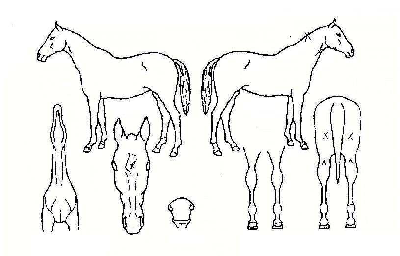 �������� ����,���,�޸�,�λ�,�ٸ��� Ư¡����