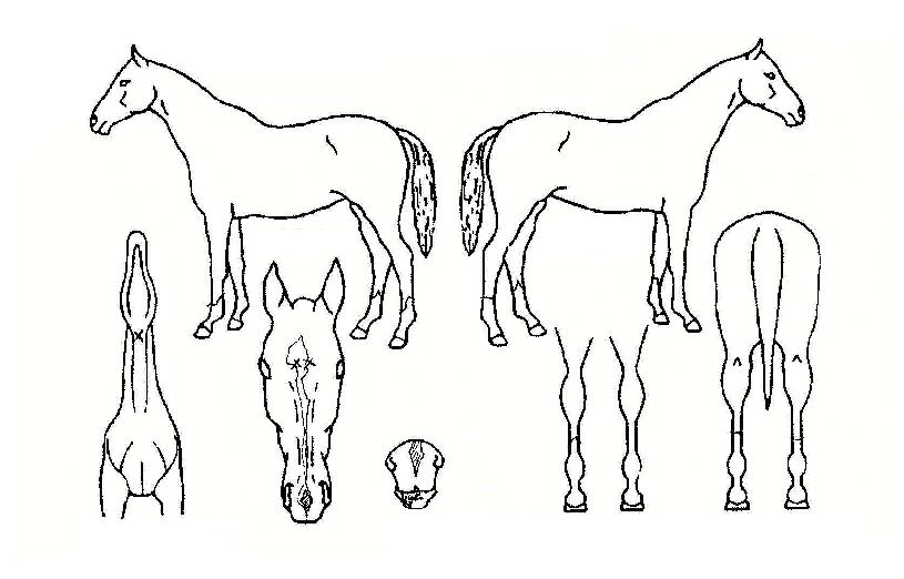 �������屺�� ����,���,�޸�,�λ�,�ٸ��� Ư¡����