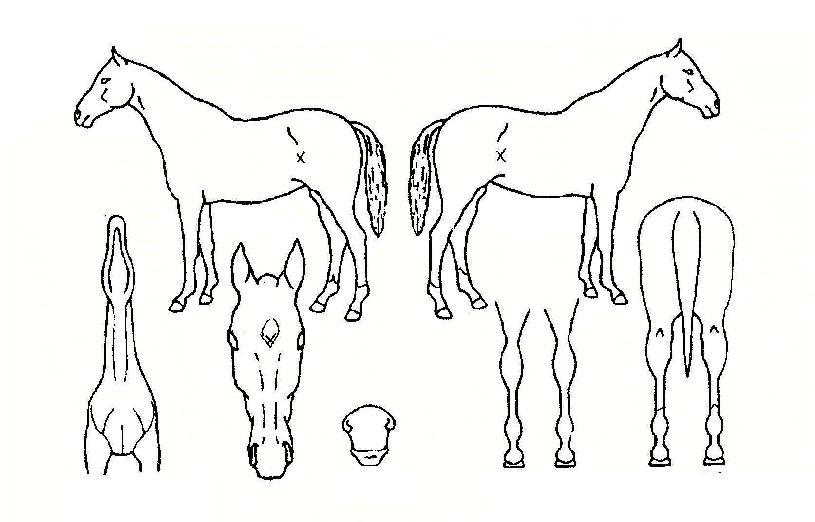 ������ ����,���,�޸�,�λ�,�ٸ��� Ư¡����