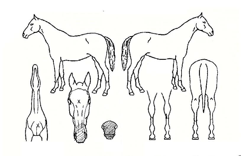 ������� ����,���,�޸�,�λ�,�ٸ��� Ư¡����