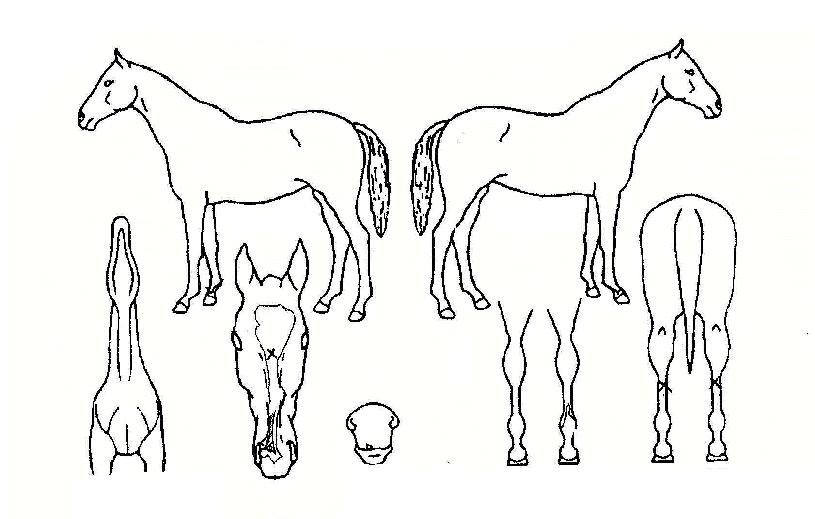 �������� ����,���,�޸�,�λ�,�ٸ��� Ư¡����