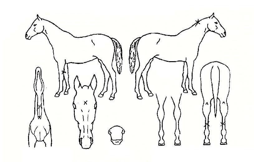 õ�����ڸ��� ����,���,�޸�,�λ�,�ٸ��� Ư¡����