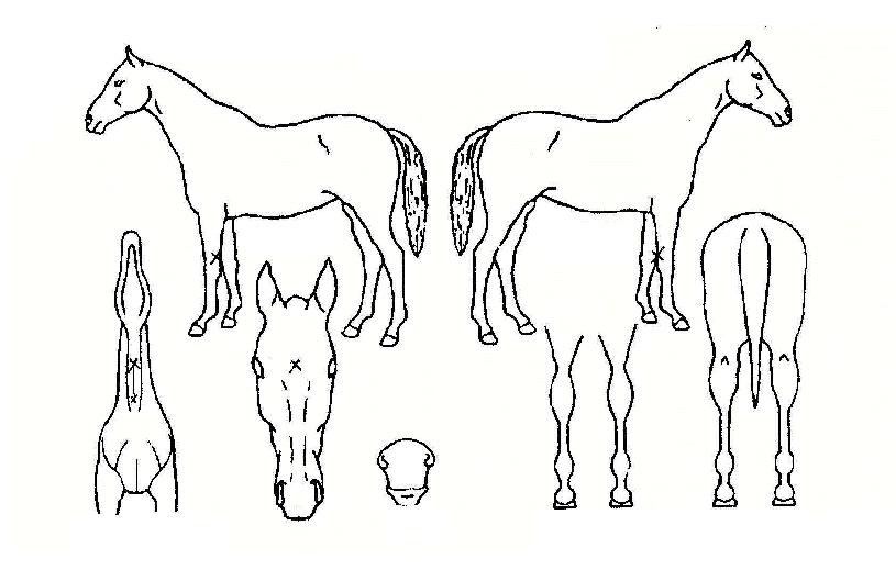 Çö¸íÇѼ±ÅÃÀÇ Ãø¸é,¿ì¸é,µÞ¸é,µÎ»ó,´Ù¸®ÀÇ Æ¯Â¡µµÇØ