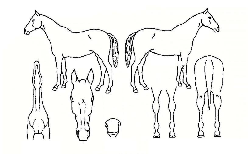 ���Ȳ���� ����,���,�޸�,�λ�,�ٸ��� Ư¡����