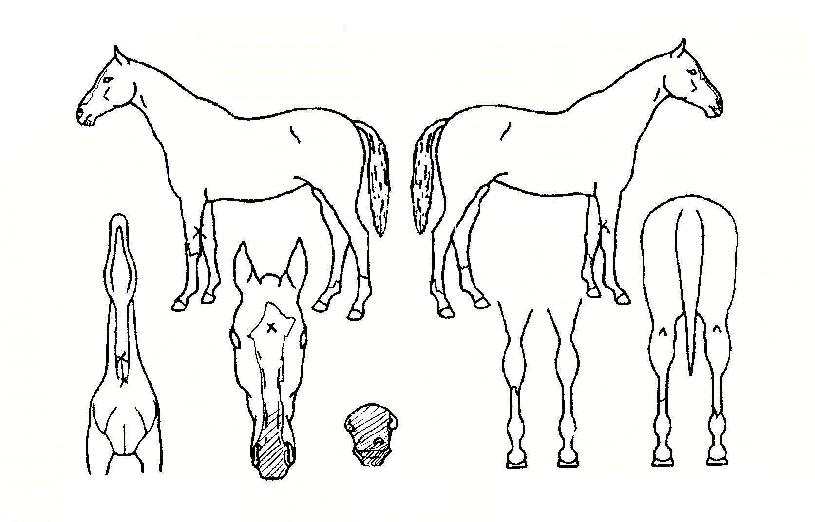 ½º³ë¿ìº¼ÀÇ Ãø¸é,¿ì¸é,µÞ¸é,µÎ»ó,´Ù¸®ÀÇ Æ¯Â¡µµÇØ