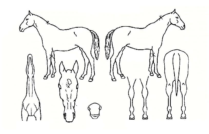 ��ī��Ʈ�� ����,���,�޸�,�λ�,�ٸ��� Ư¡����