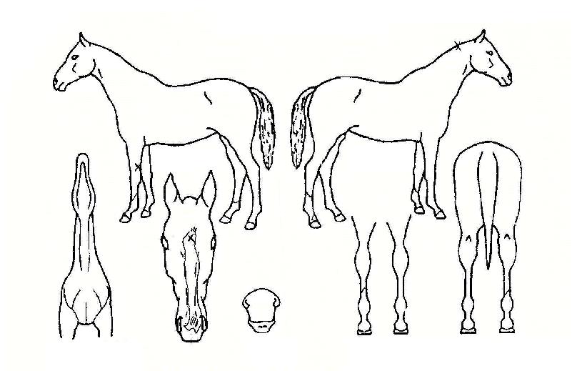 �ƶ���ǳ�� ����,���,�޸�,�λ�,�ٸ��� Ư¡����