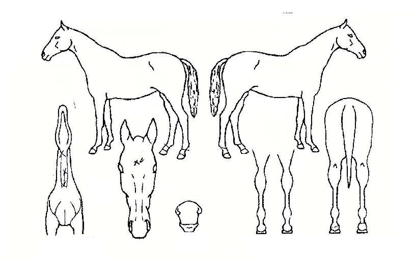 ¿Á¼ÕÀÇ Ãø¸é,¿ì¸é,µÞ¸é,µÎ»ó,´Ù¸®ÀÇ Æ¯Â¡µµÇØ