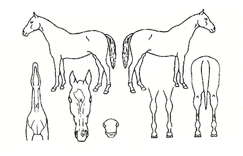 ���������� ����,���,�޸�,�λ�,�ٸ��� Ư¡����