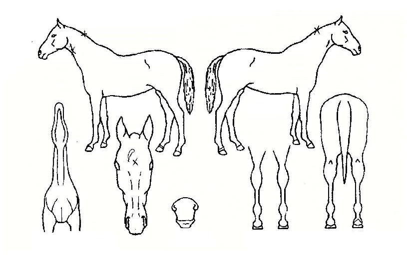 ´ÙÀ̳ª¸ðÀÇ Ãø¸é,¿ì¸é,µÞ¸é,µÎ»ó,´Ù¸®ÀÇ Æ¯Â¡µµÇØ