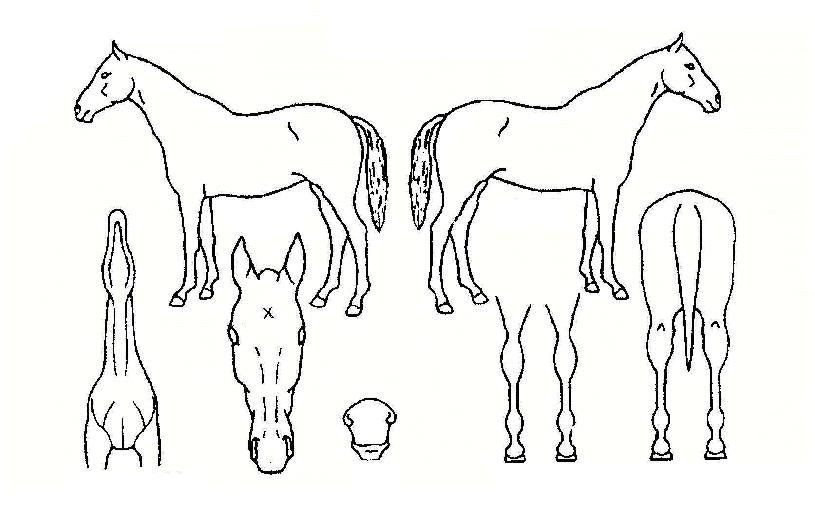 ����¦���� ����,���,�޸�,�λ�,�ٸ��� Ư¡����