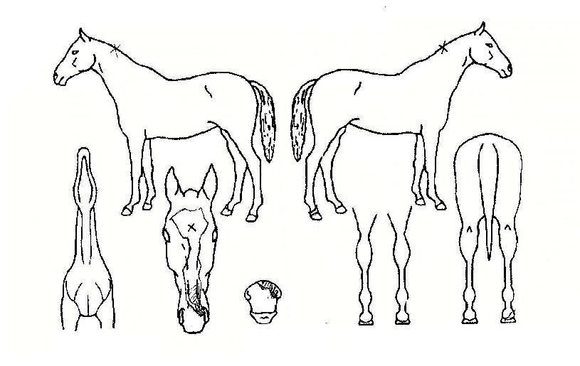 ������ ����,���,�޸�,�λ�,�ٸ��� Ư¡����