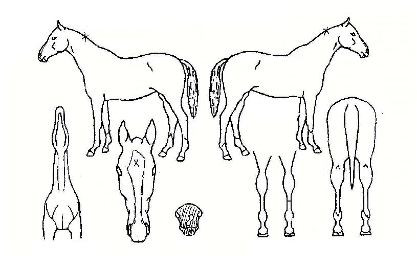 �¸������� ����,���,�޸�,�λ�,�ٸ��� Ư¡����