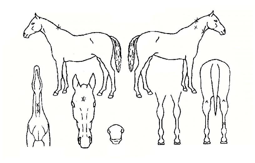 ÇԾȵ¹ÀÌÀÇ Ãø¸é,¿ì¸é,µÞ¸é,µÎ»ó,´Ù¸®ÀÇ Æ¯Â¡µµÇØ