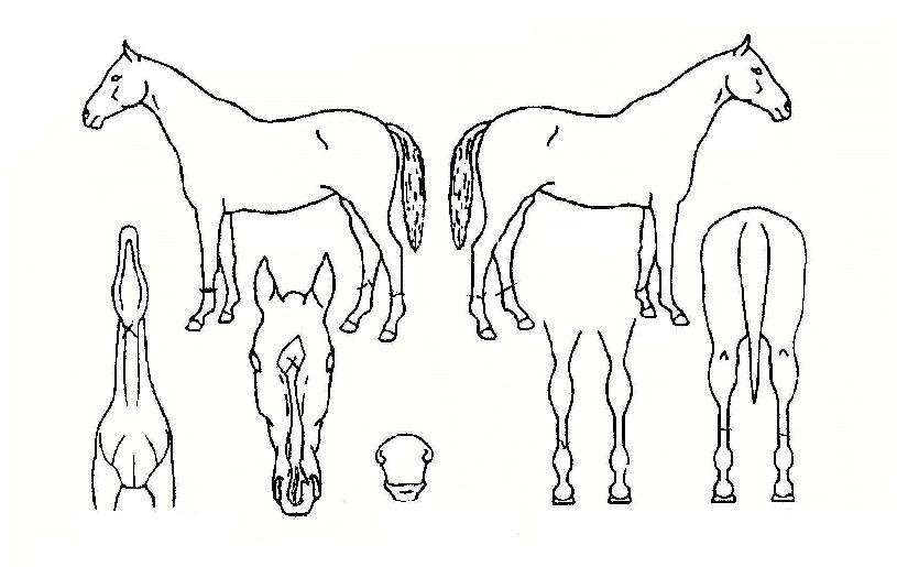 ½ºÇǵåĹÀÇ Ãø¸é,¿ì¸é,µÞ¸é,µÎ»ó,´Ù¸®ÀÇ Æ¯Â¡µµÇØ