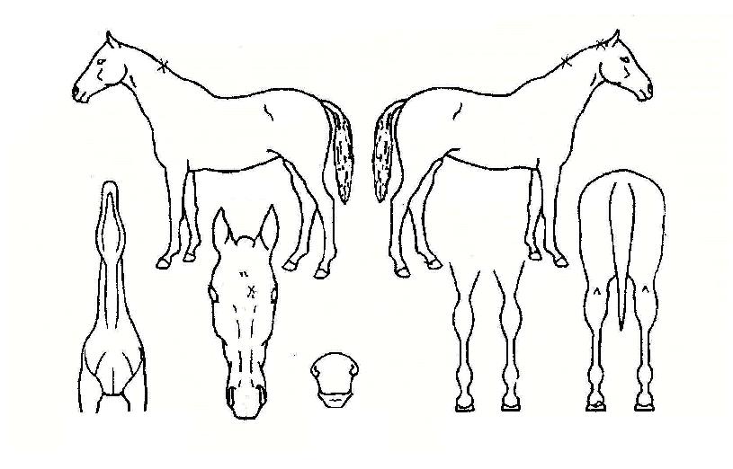 ��ظ����� ����,���,�޸�,�λ�,�ٸ��� Ư¡����