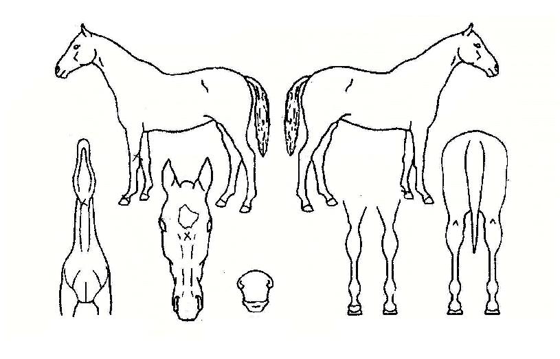 ±ØµµÀÇ Ãø¸é,¿ì¸é,µÞ¸é,µÎ»ó,´Ù¸®ÀÇ Æ¯Â¡µµÇØ