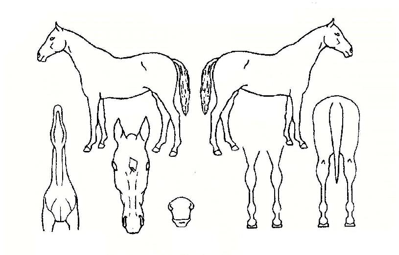 �׷���Ű�� ����,���,�޸�,�λ�,�ٸ��� Ư¡����