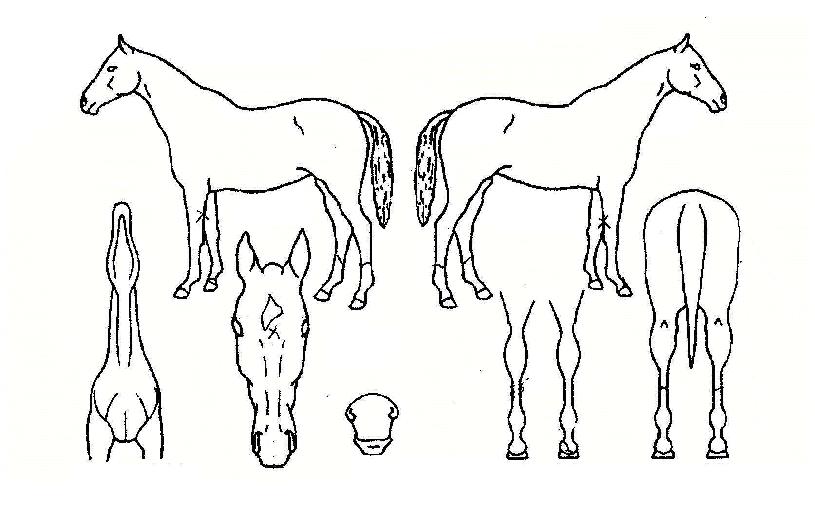 Ç׿ìÆÄƼÀÇ Ãø¸é,¿ì¸é,µÞ¸é,µÎ»ó,´Ù¸®ÀÇ Æ¯Â¡µµÇØ