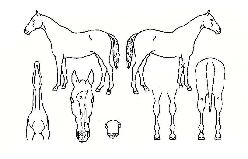 ��������� ����,���,�޸�,�λ�,�ٸ��� Ư¡����