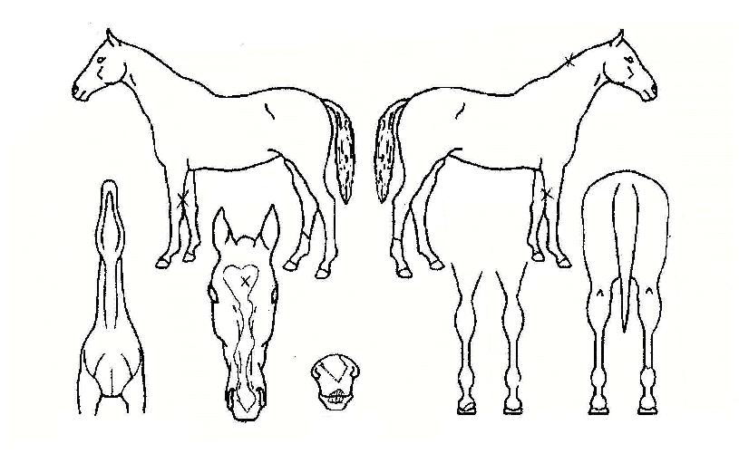 ½ºÇǵåÅ×Å©´ÐÀÇ Ãø¸é,¿ì¸é,µÞ¸é,µÎ»ó,´Ù¸®ÀÇ Æ¯Â¡µµÇØ