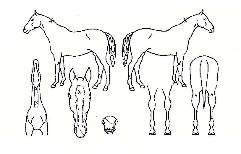 ÇѶóÀDZâ»ÝÀÇ Ãø¸é,¿ì¸é,µÞ¸é,µÎ»ó,´Ù¸®ÀÇ Æ¯Â¡µµÇØ