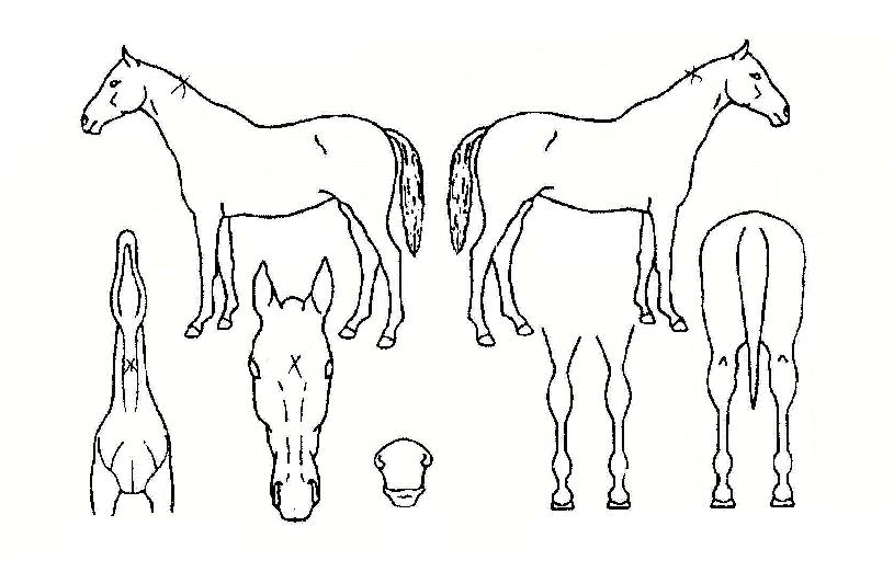 ���ƴ����� ����,���,�޸�,�λ�,�ٸ��� Ư¡����