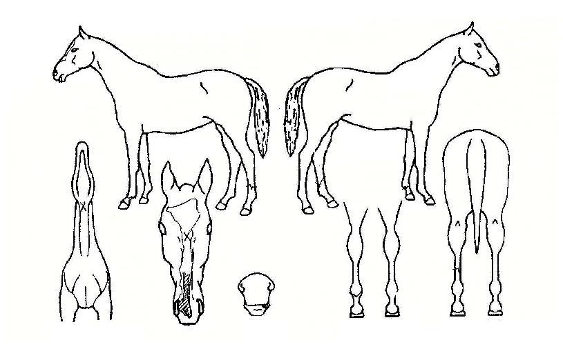 �̽����������ڸ��� ����,���,�޸�,�λ�,�ٸ��� Ư¡����