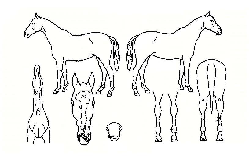 »ê¾ßÀÇ Ãø¸é,¿ì¸é,µÞ¸é,µÎ»ó,´Ù¸®ÀÇ Æ¯Â¡µµÇØ