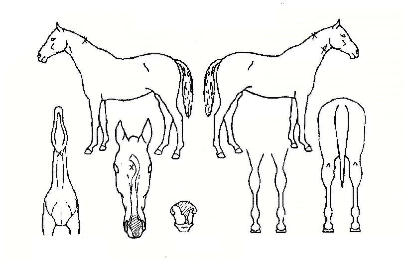 õ�������� ����,���,�޸�,�λ�,�ٸ��� Ư¡����