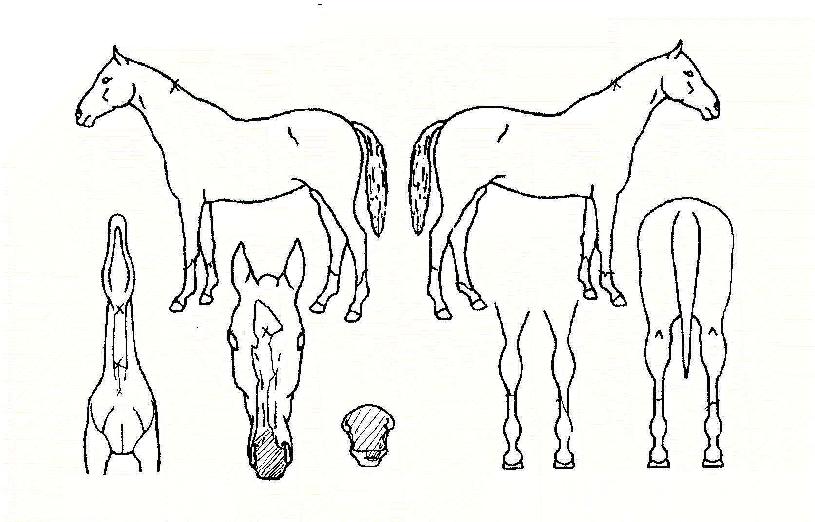 ��������� ����,���,�޸�,�λ�,�ٸ��� Ư¡����