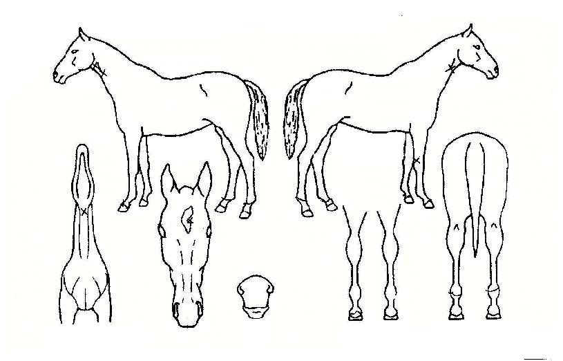 �����巯���� ����,���,�޸�,�λ�,�ٸ��� Ư¡����