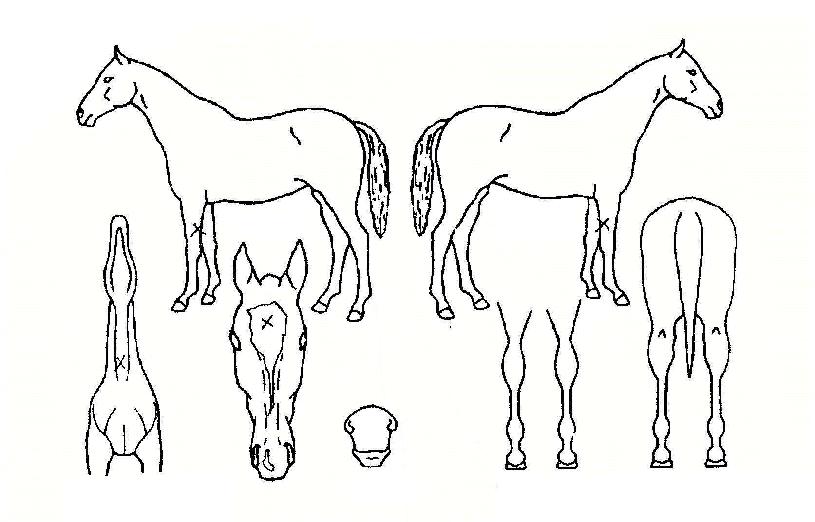 �ູ������ ����,���,�޸�,�λ�,�ٸ��� Ư¡����