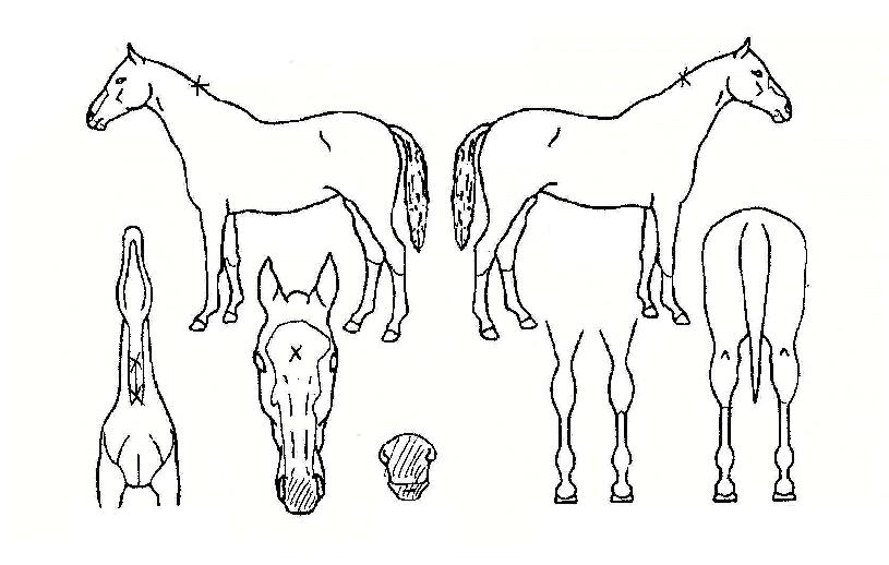 ��������� ����,���,�޸�,�λ�,�ٸ��� Ư¡����