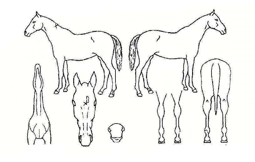 �Ϲ������� ����,���,�޸�,�λ�,�ٸ��� Ư¡����