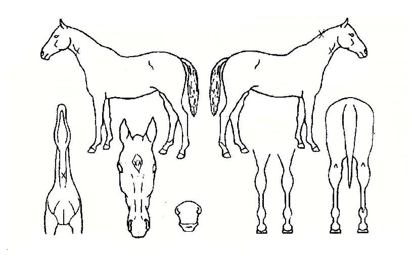 ������ǳ�� ����,���,�޸�,�λ�,�ٸ��� Ư¡����