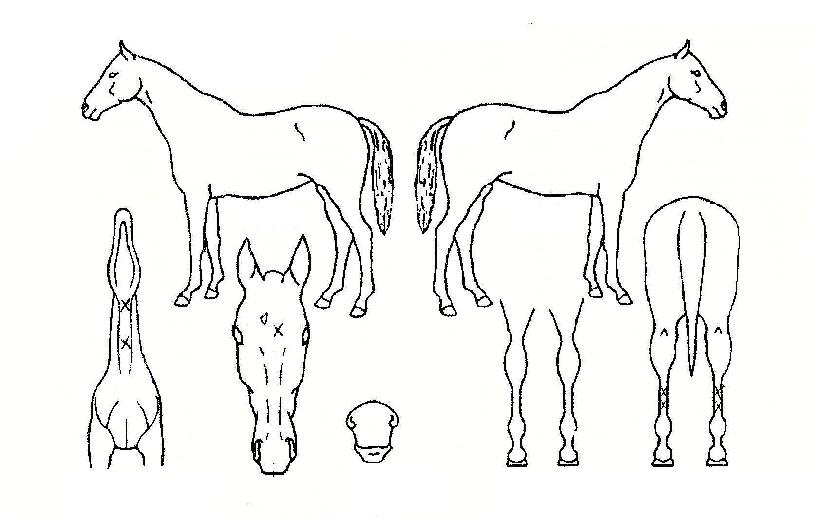 �����ϸ��Ʈ�ڸ��� ����,���,�޸�,�λ�,�ٸ��� Ư¡����