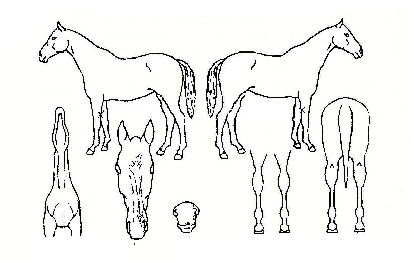 ¾à¼ÓÀǶ¥ÀÇ Ãø¸é,¿ì¸é,µÞ¸é,µÎ»ó,´Ù¸®ÀÇ Æ¯Â¡µµÇØ