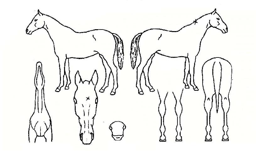 ����ƼŸ�̰��� ����,���,�޸�,�λ�,�ٸ��� Ư¡����