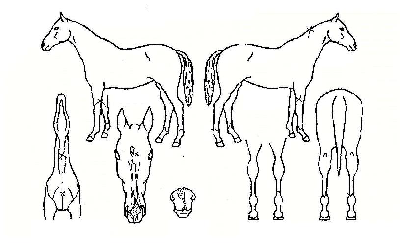 ·¹À̵ðµð±×´ÏƼÀÚ¸¶ÀÇ Ãø¸é,¿ì¸é,µÞ¸é,µÎ»ó,´Ù¸®ÀÇ Æ¯Â¡µµÇØ