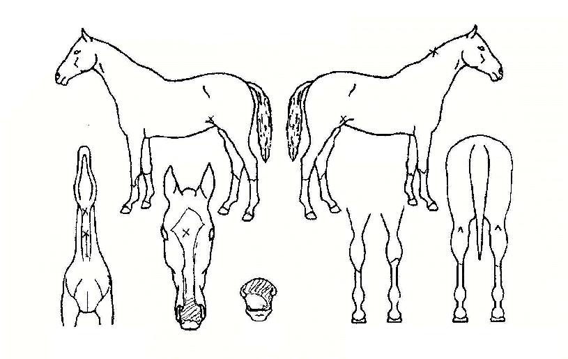 Áø»ý°ï¿þ½ºÆ®ÀÇ Ãø¸é,¿ì¸é,µÞ¸é,µÎ»ó,´Ù¸®ÀÇ Æ¯Â¡µµÇØ