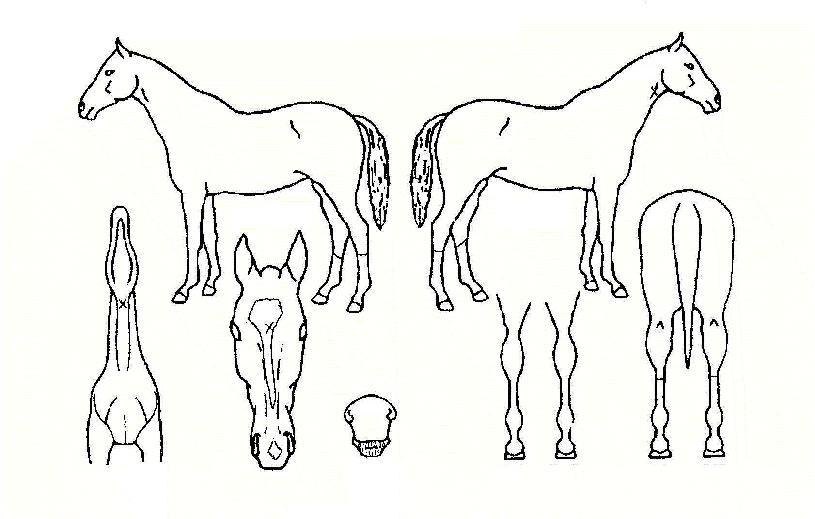 �۷ι�ǻ���� ����,���,�޸�,�λ�,�ٸ��� Ư¡����