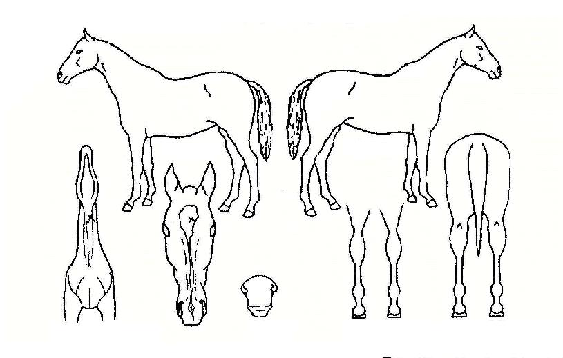 ³²¹æ¹ÌÀÎÀÇ Ãø¸é,¿ì¸é,µÞ¸é,µÎ»ó,´Ù¸®ÀÇ Æ¯Â¡µµÇØ