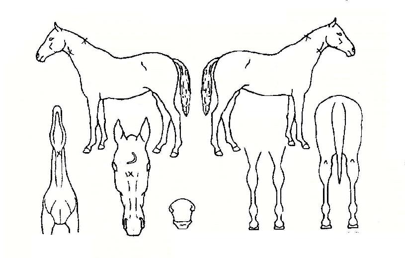 ÀúÁöµå·¡°ïÀÇ Ãø¸é,¿ì¸é,µÞ¸é,µÎ»ó,´Ù¸®ÀÇ Æ¯Â¡µµÇØ