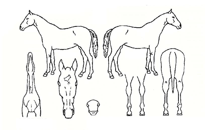 ���è���� ����,���,�޸�,�λ�,�ٸ��� Ư¡����