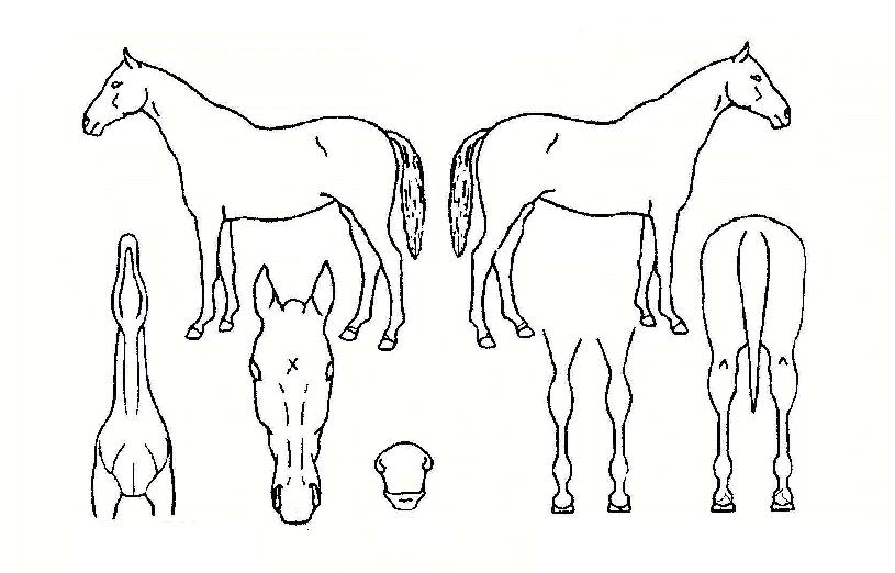 �������� ����,���,�޸�,�λ�,�ٸ��� Ư¡����