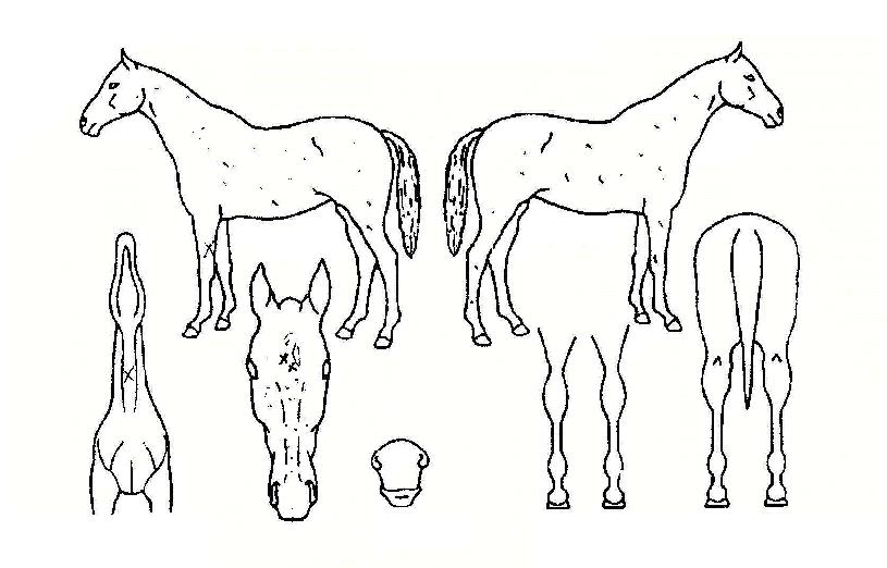 ¿À¸®¿£Æ®ÄýÀÇ Ãø¸é,¿ì¸é,µÞ¸é,µÎ»ó,´Ù¸®ÀÇ Æ¯Â¡µµÇØ