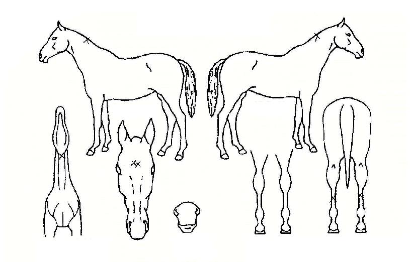 ����һ��� ����,���,�޸�,�λ�,�ٸ��� Ư¡����